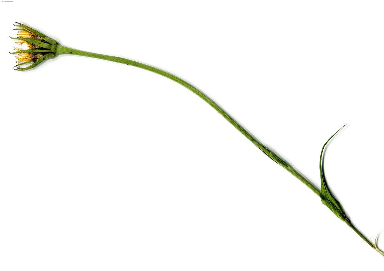 Tragopogon pratensis subsp. pratensis (Asteraceae)